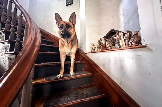 Best Stair Tread Carpets The Spruce Has Tested - Expert Opinion from The Spruce