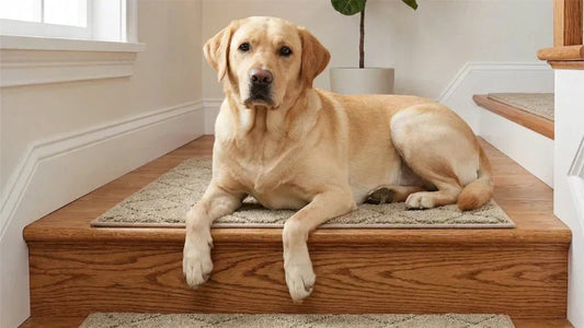 Open Tread Staircase Carpet: Expert Guide to Installation, Cost & Design