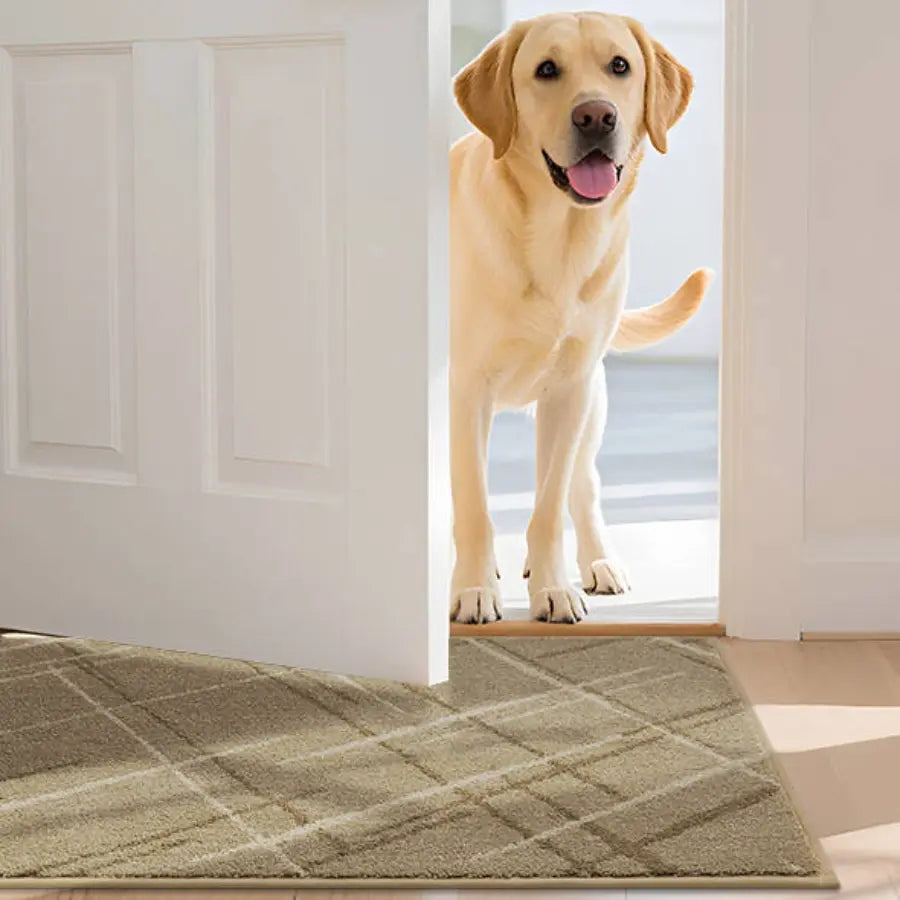 Dog Enter the Entryway